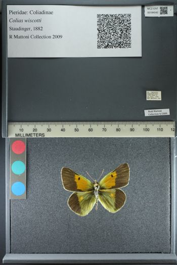 Media type: image;   Entomology 184542